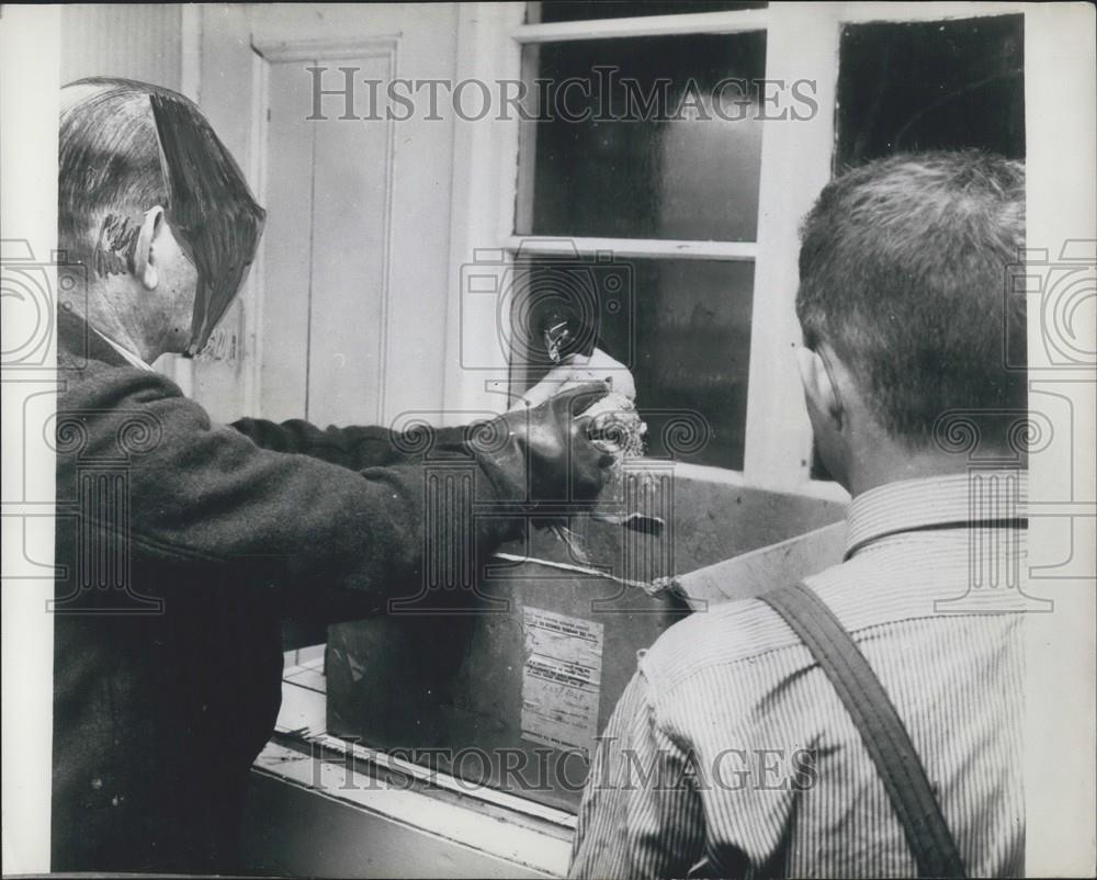 Press Photo Razor-Bill Given Fuller&#39;s Earth Bath To Get Oil Out Of Feathers - Historic Images