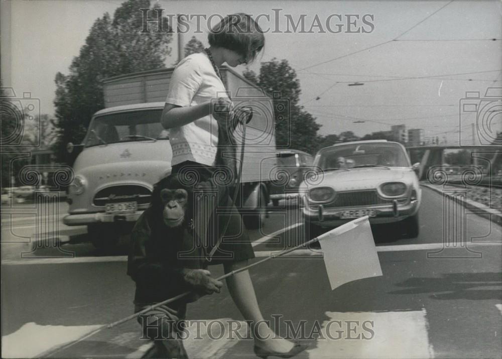 1964 Press Photo Jimmy the Ape &amp; Friend Cross the Street in Germany - Historic Images