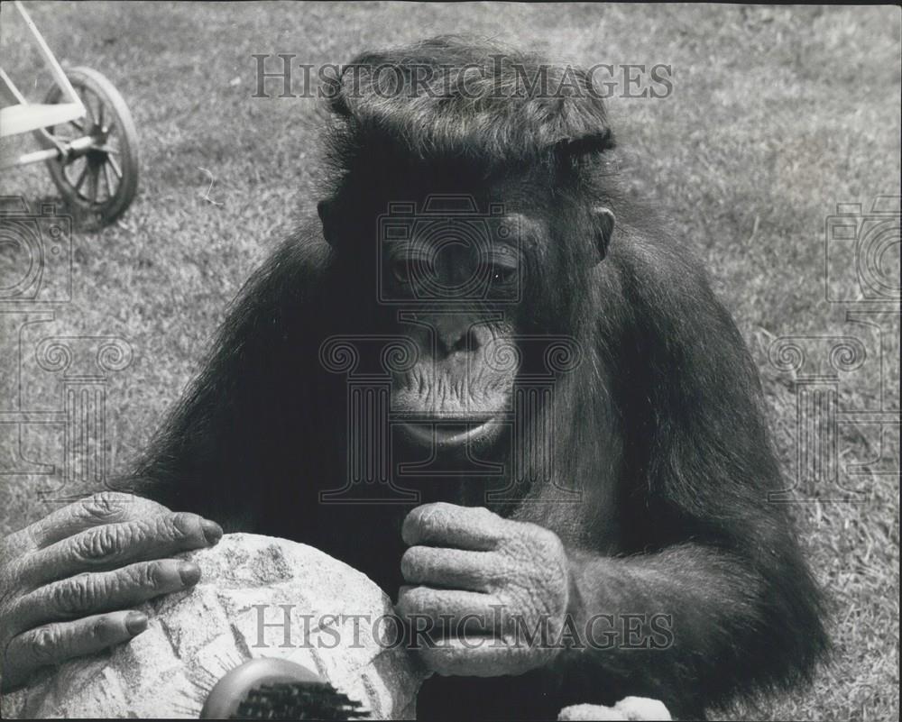 1968 Press Photo Tuan an orang-utan at Chessington Zoo - Historic Images