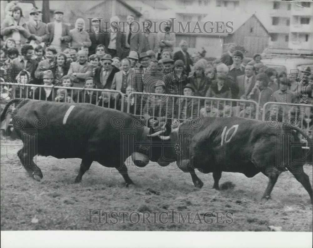 Press Photo Heren Cow Fights, Oberwallis, Switzerland - Historic Images
