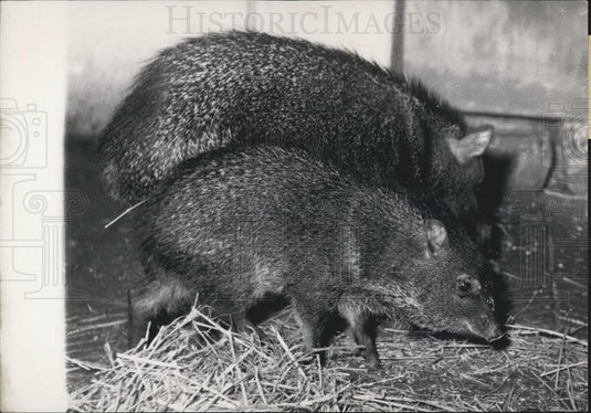 1954 Press Photo Baby Peccary And Mother Take Walk In Paris Zoo - Historic Images
