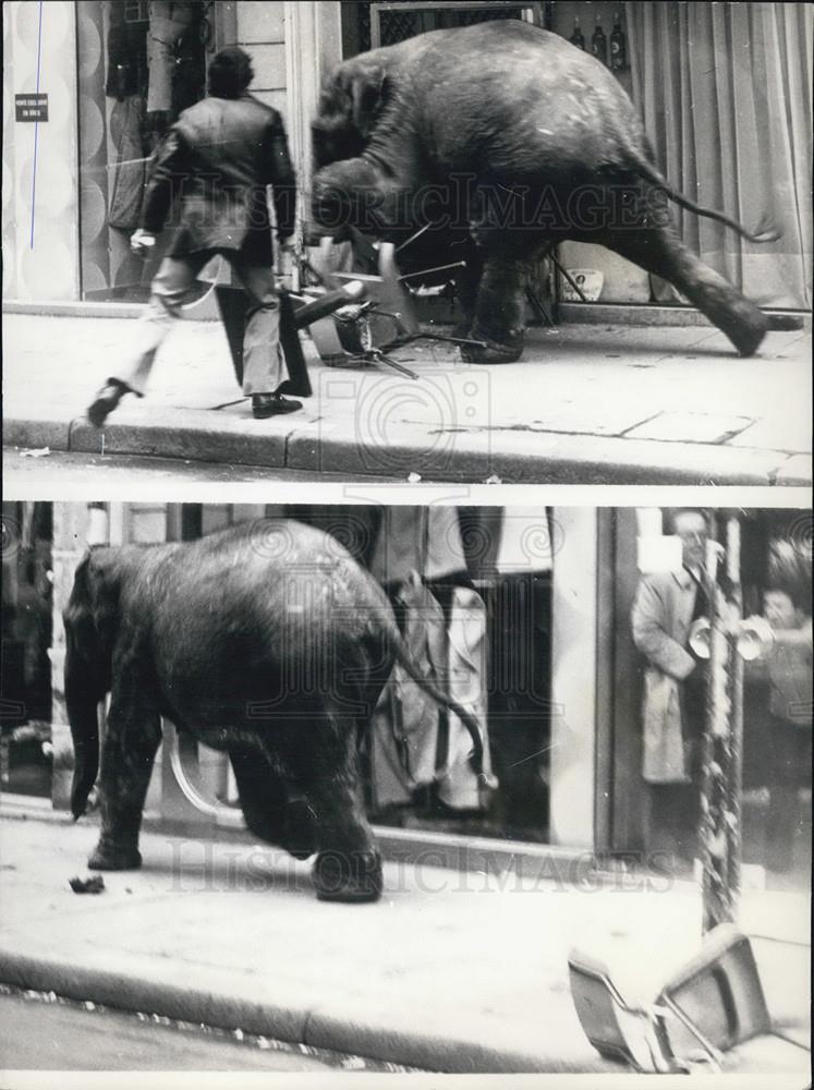 1975 Press Photo Elephant Escapes From Paris Winter Circus - Historic Images
