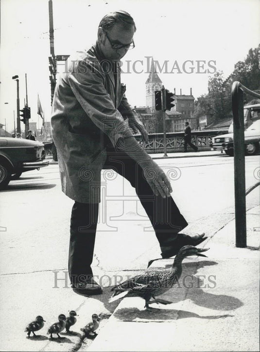 Press Photo Duck family crosses road near University of Zurich - Historic Images
