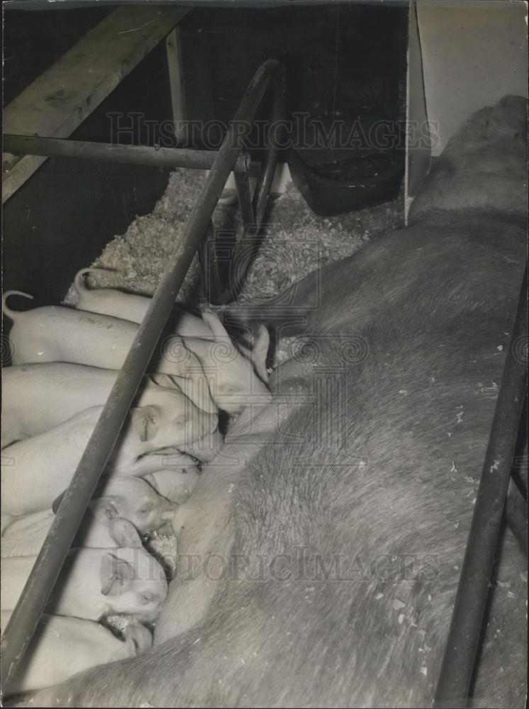 1968 Press Photo Agricultural Show Opens in Paris priced Sow And Piglets Suckle - Historic Images