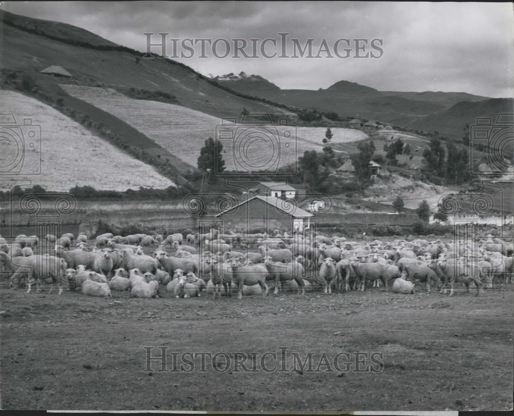 Press Photo Raising Sheep Is Important Job In Ecuador - Historic Images