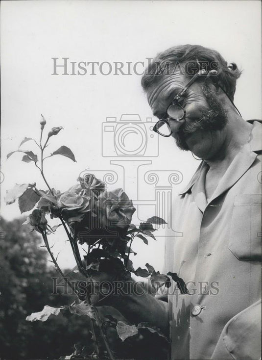 Press Photo Rose King Harry Wheatcroft Examines Rose Cluster - Historic Images
