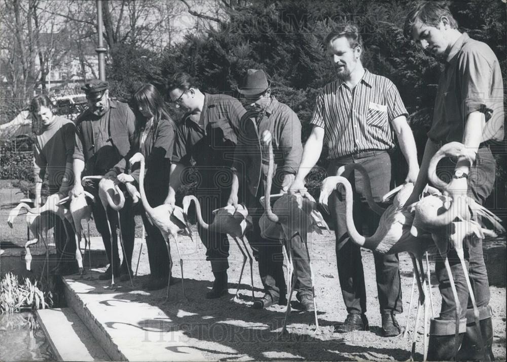 1971 Press Photo Flamingos Frankfurt Zoo Germany - Historic Images