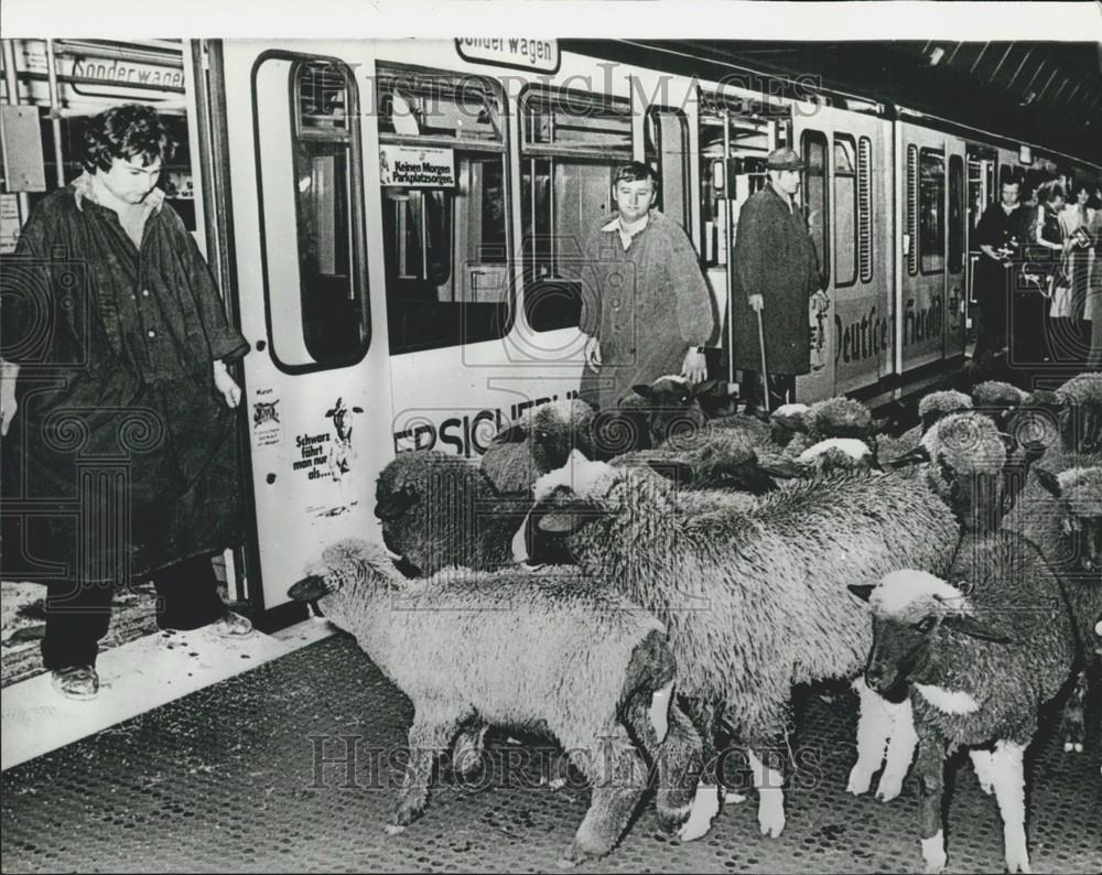 Press Photo Sheep, Subway, Berlin, Germany - Historic Images