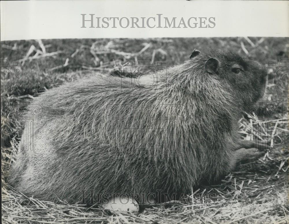 Press Photo Capibara Sits On Ostrich Eggs Amsterdam Zoo - Historic Images