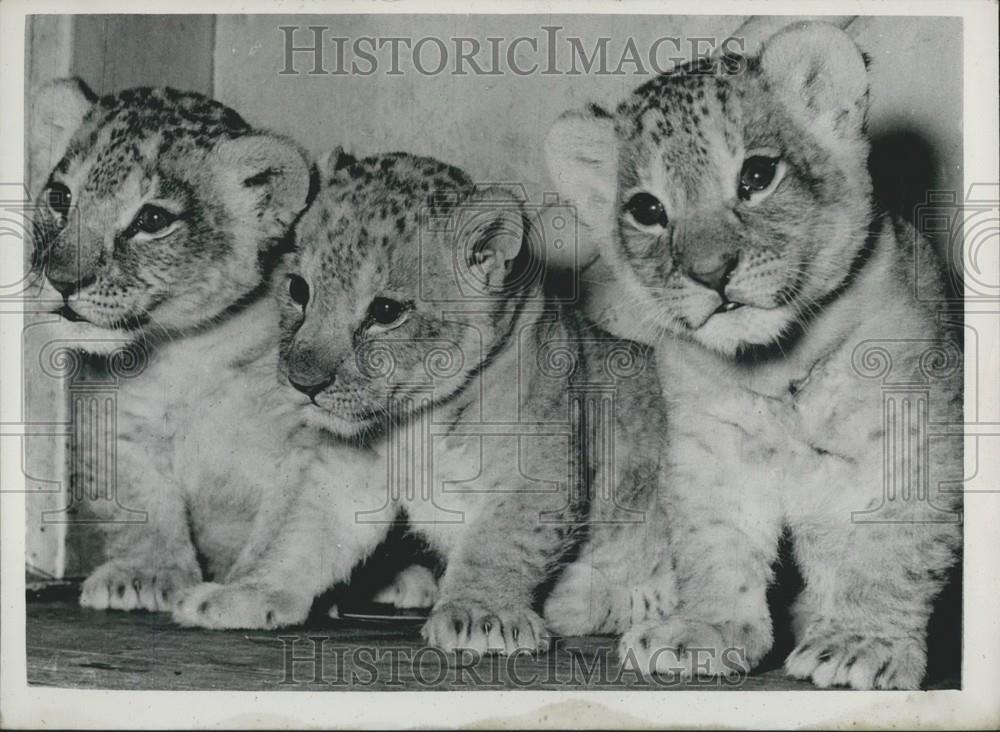 Press Photo Young Lions at the Copenhagen Zoo - Historic Images