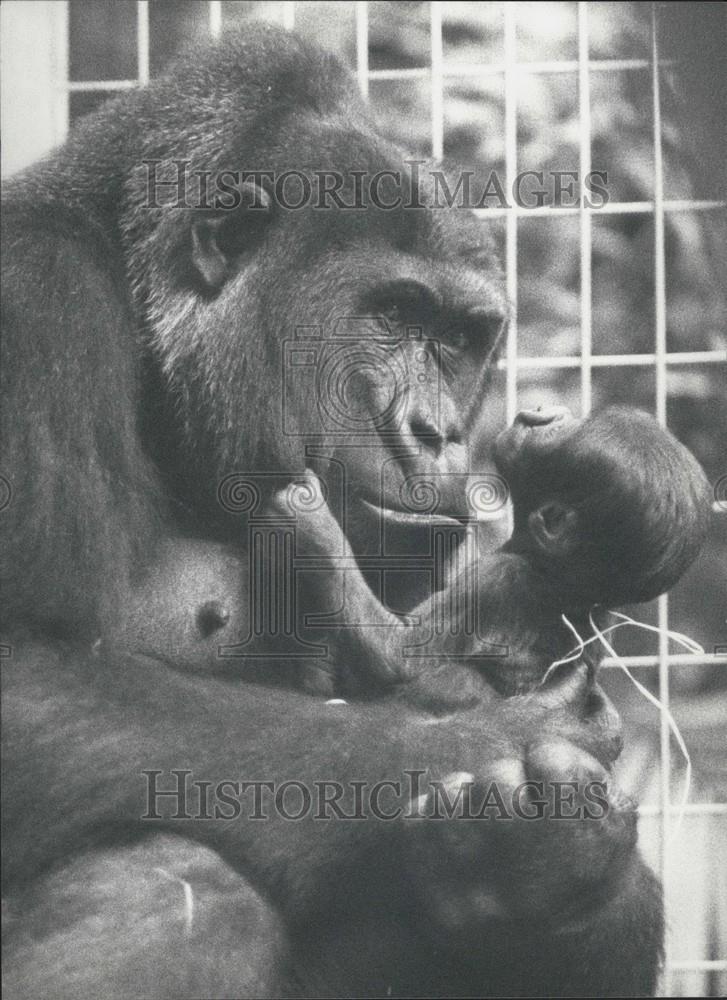 1990 Press Photo Gorilla mother Fadama nd her baby - Historic Images