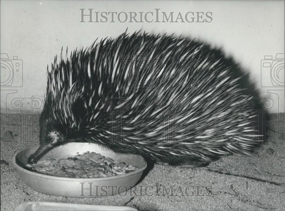 Press Photo Australian Bill Hedgehog Berlin Zoo - Historic Images