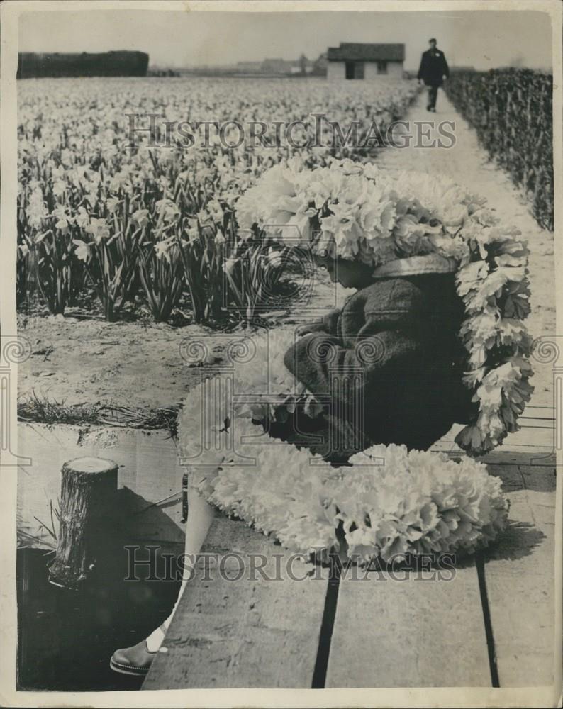 1955 Press Photo Dutch Child Making Flower Coronet Daffodils Holland - Historic Images