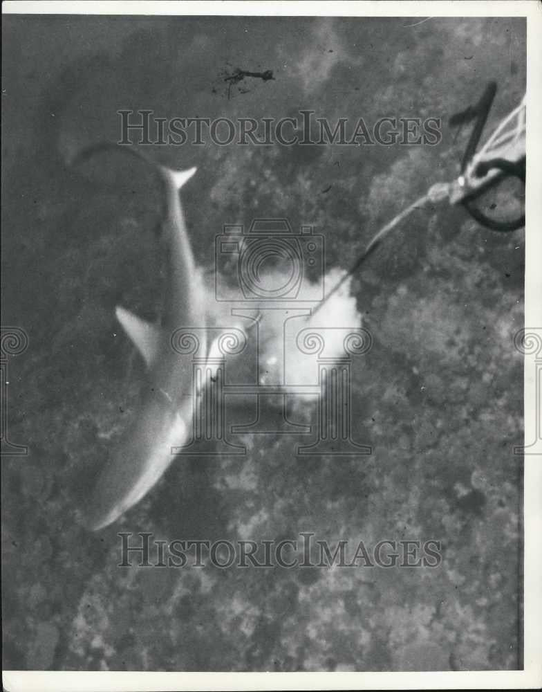 Press Photo Australian Shark Hunter Ben Cropp - Historic Images