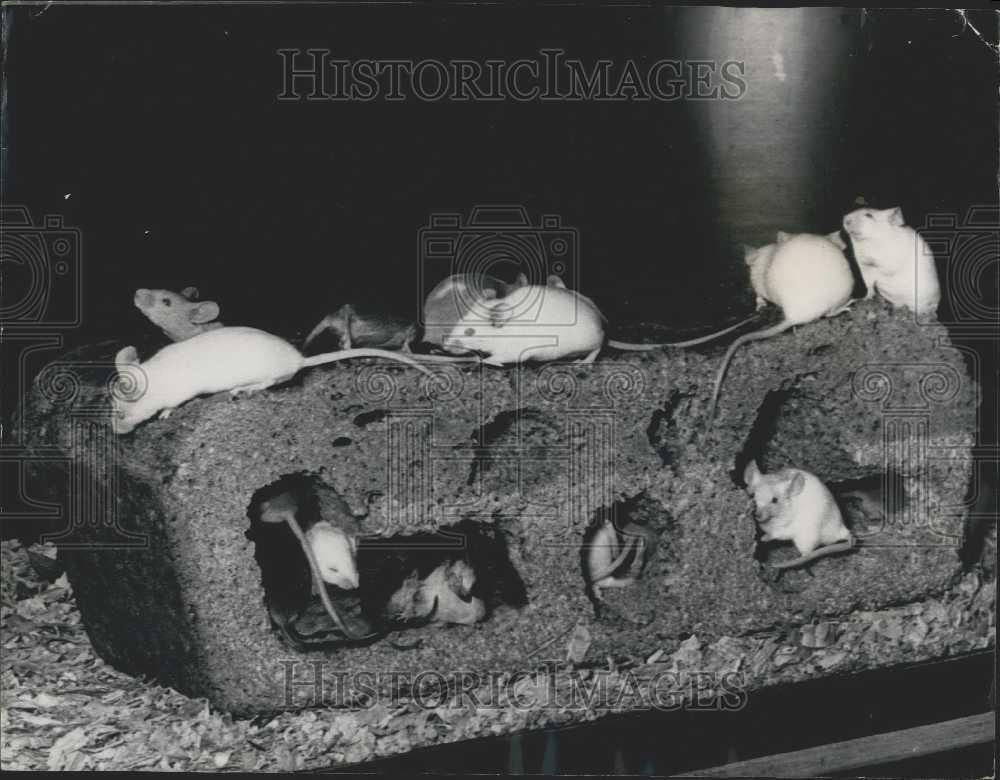 Press Photo 5 Pound Mouse House Made Out of Wheat Meal - Historic Images