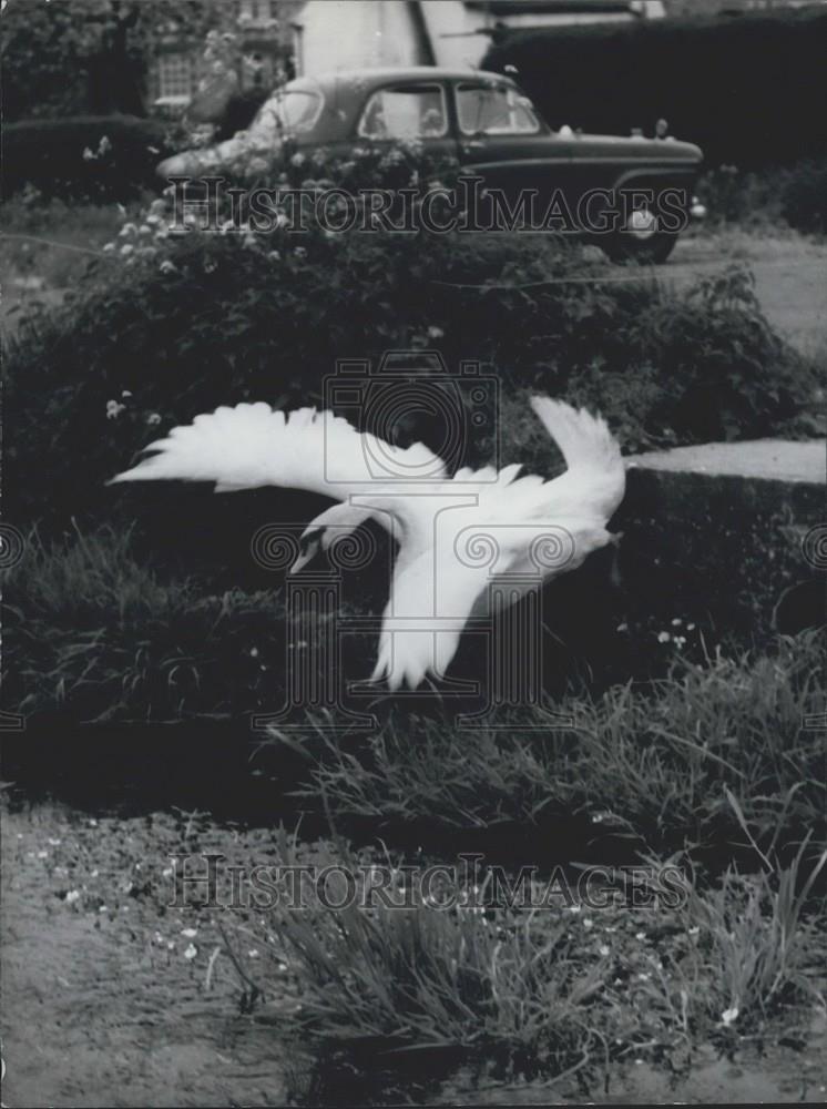 Press Photo Three Years ago Mr.Lewis Found a Cygnet on Roadside Adopted Him Zigg - Historic Images