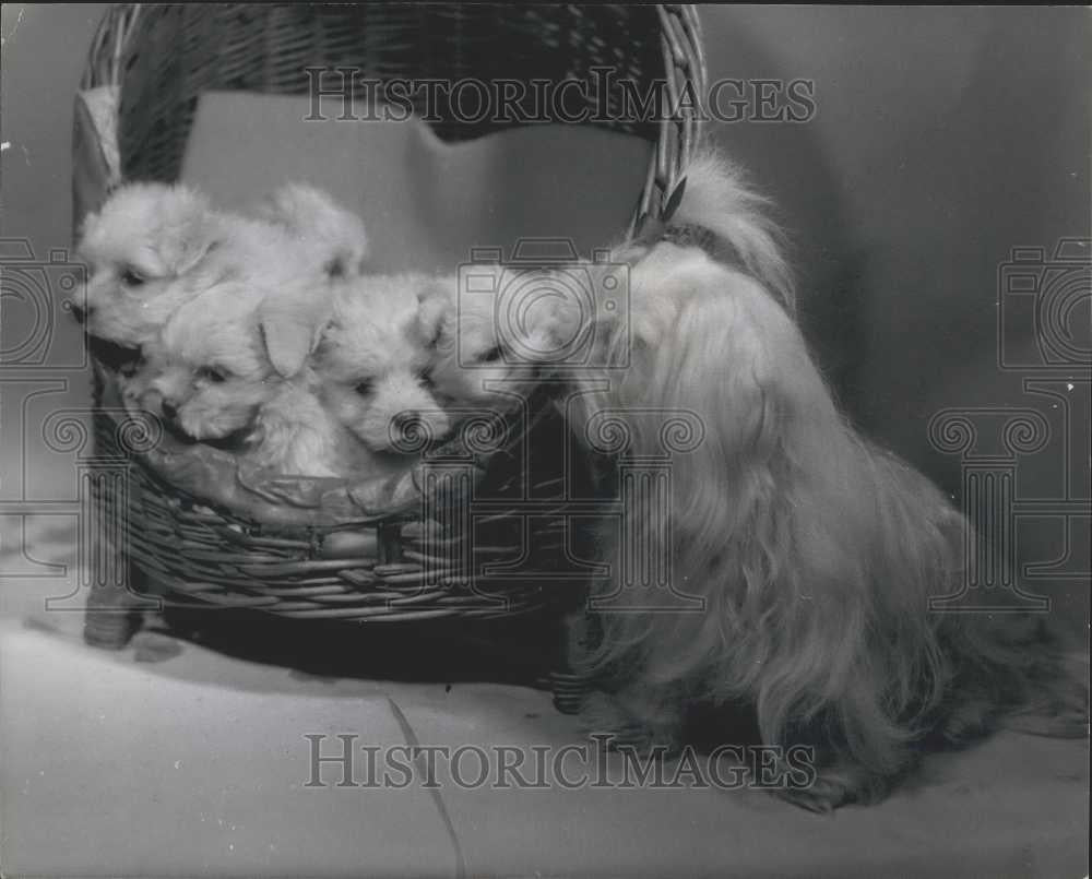 Press Photo Jacidia Champion Maltese &amp; Puppies - Historic Images