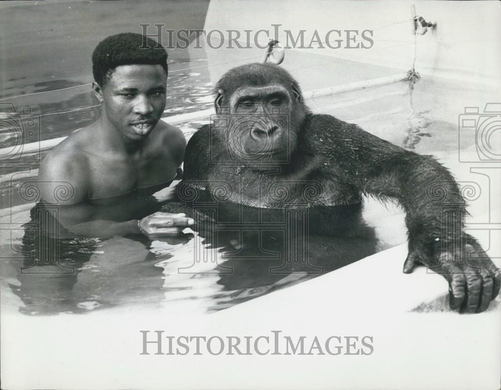 Press Photo Gorilla Apes his keeper - and learns to Swim - Historic Images