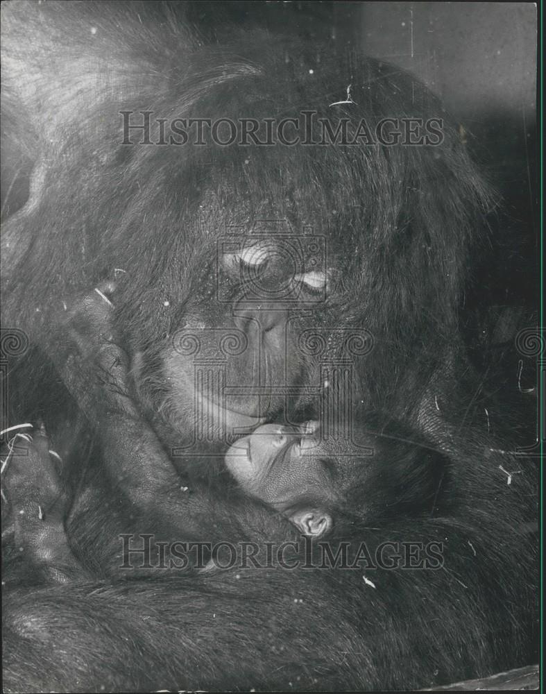 1970 Press Photo New Born Baby Orangutan Mother Holds Him At Dudley Zoo - Historic Images