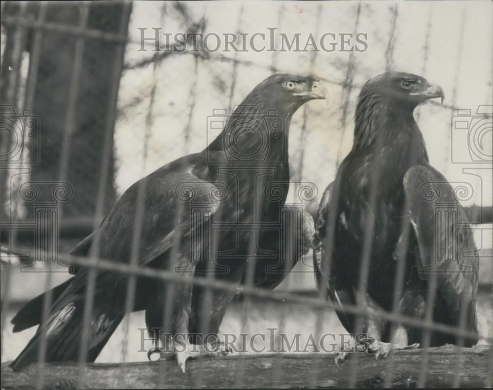 1965 Press Photo Goldie Golden Eagle London Zoo Captured After Escape Regent&#39;s - Historic Images