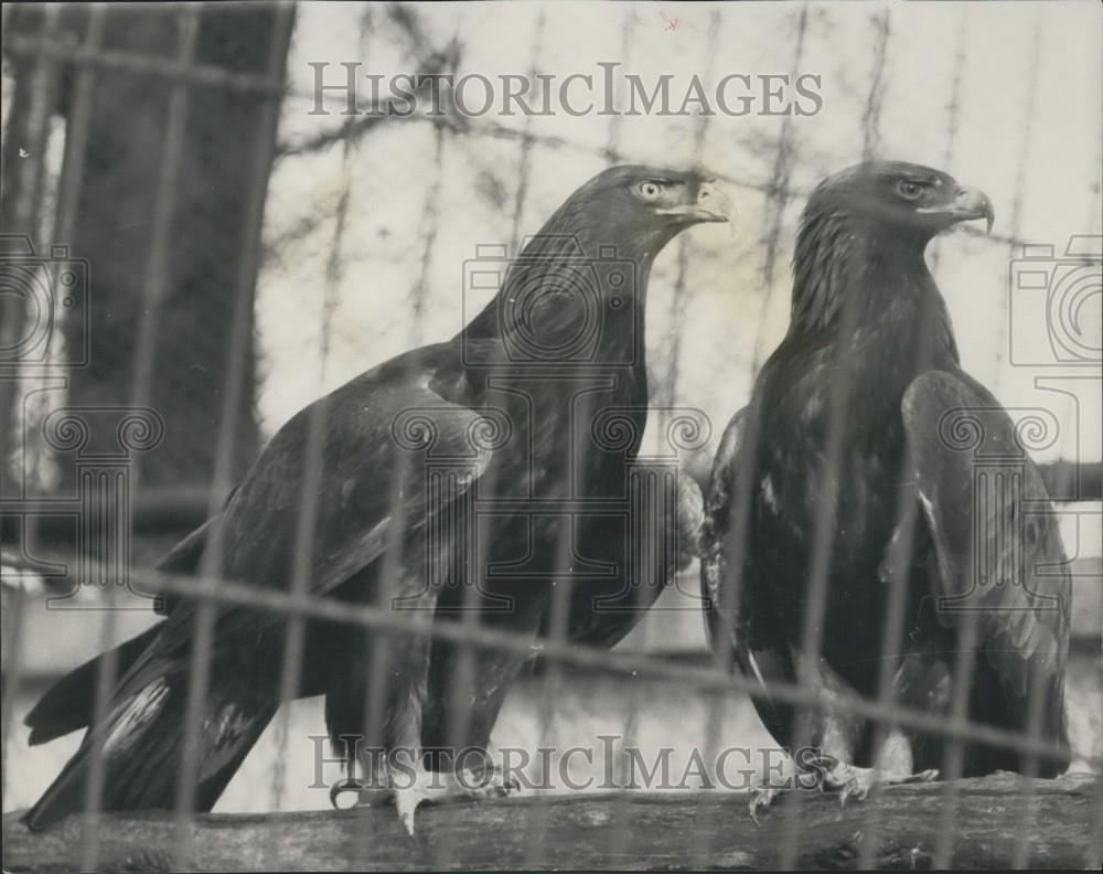 1965 Press Photo Goldie Golden Eagle London Zoo Captured After Escape Regent's - Historic Images