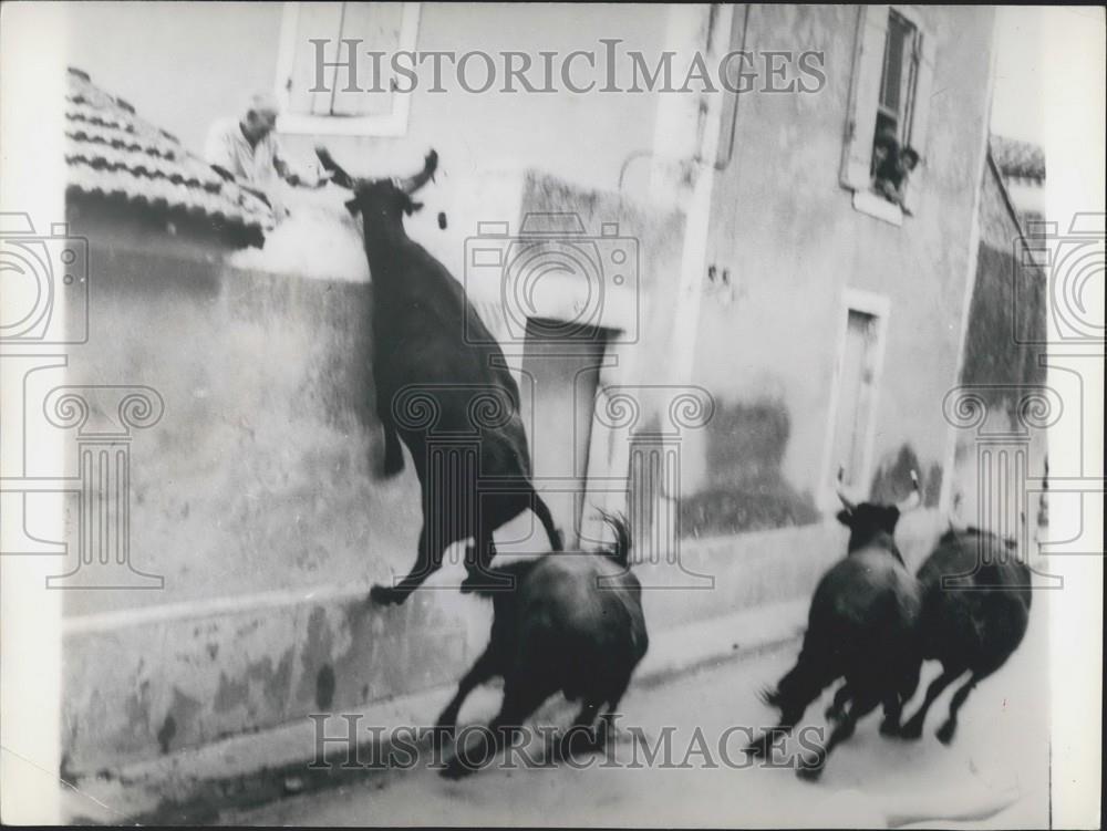 Press Photo Four Bulls Run Through Streets Manduel Nimes France Fiesta - Historic Images