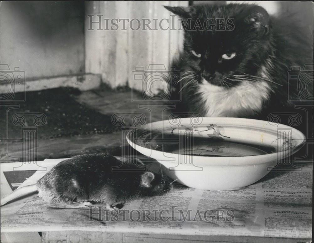 1978 Press Photo Mouse And Cat Next To Bowl Milk Nicholas Cooke Whitley Bay - Historic Images