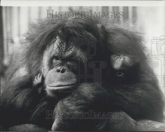 1970 Press Photo Mother Orangutan & Baby at Basel Zoo in Switzerland - Historic Images