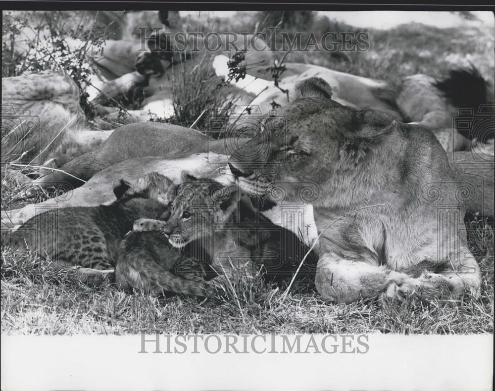 Press Photo Lioness With Cubs Nairobi National Park - Historic Images