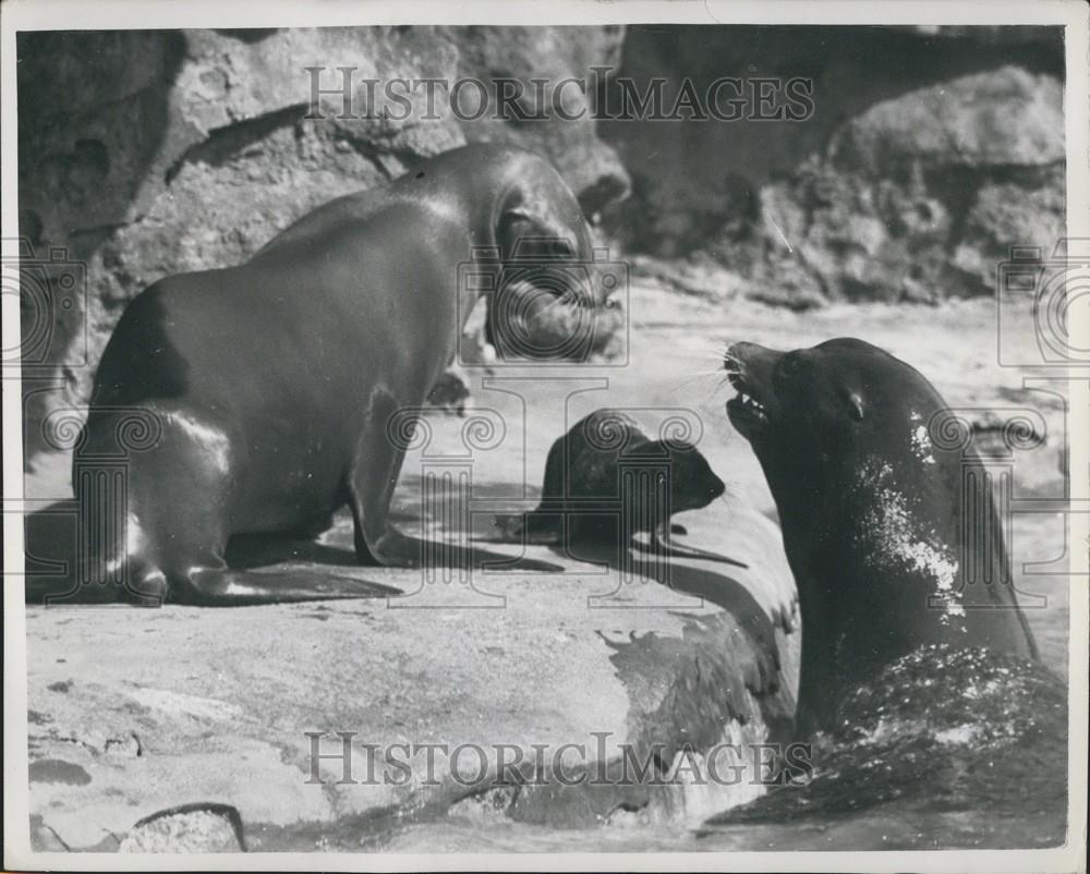 1957 Press Photo Sea Lion Calf With Parents London Zoo - Historic Images