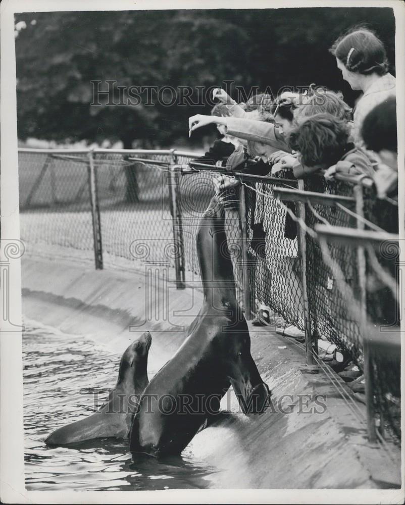 Press Photo Californian sea lions at Whipsnade Zoo - Historic Images