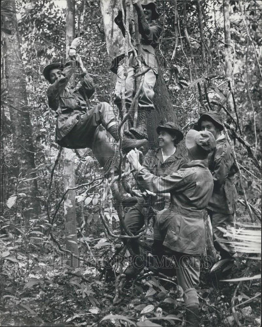 Press Photo Tree climbing  in a jungle - Historic Images