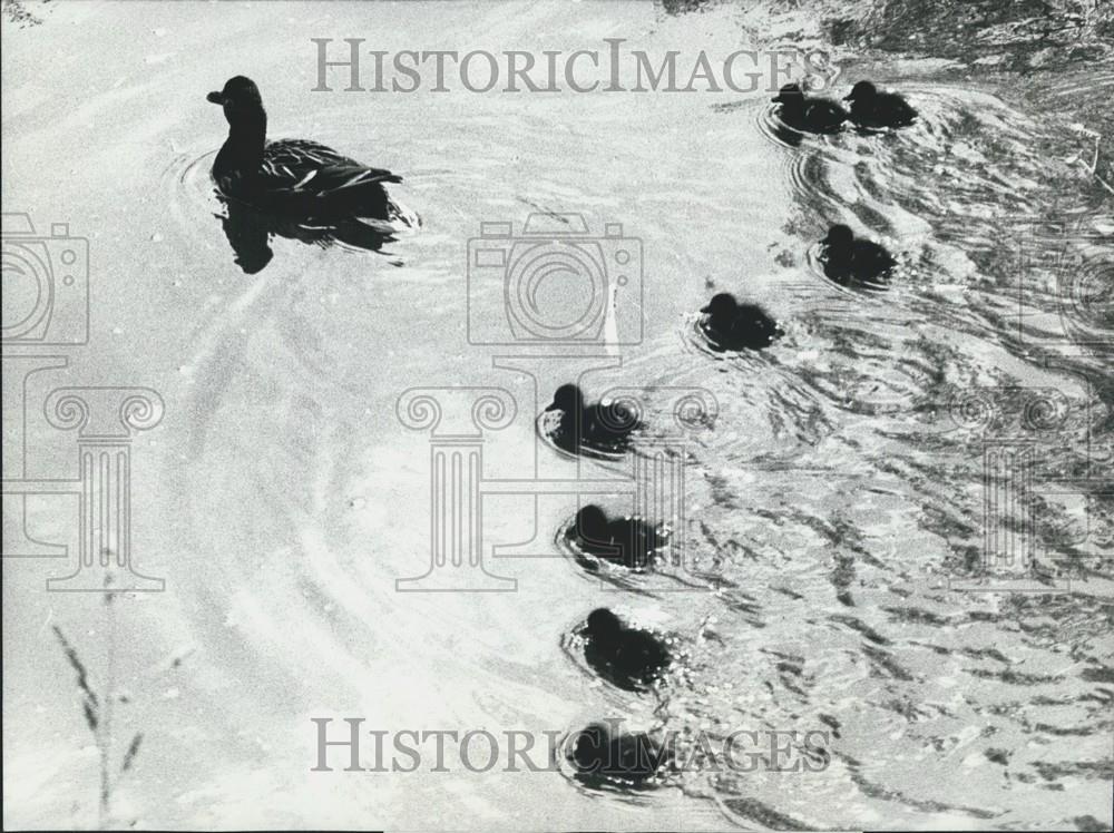 1974 Press Photo A duck and her babies - Historic Images