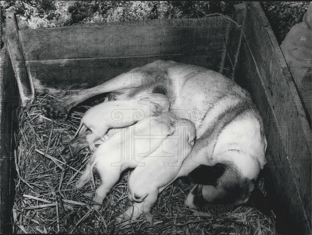 1964 Press Photo Three Little Pigs born to Farmer from France - Historic Images