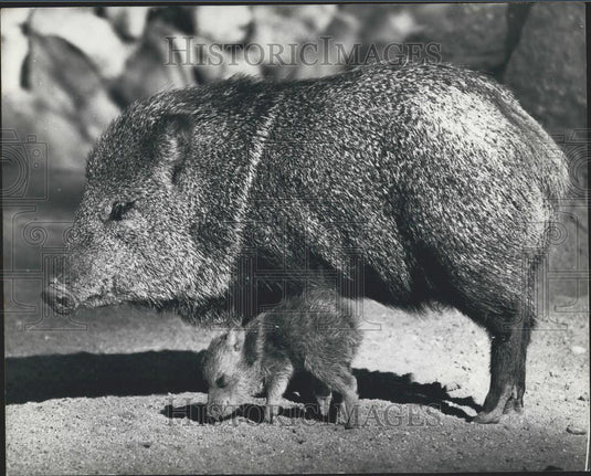Press Photo Baby Collared Peccary With Mother San Diego Zoo California - Historic Images