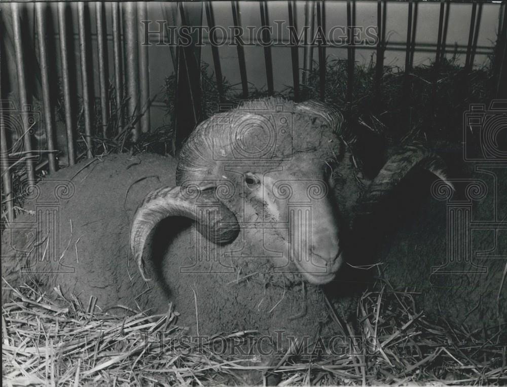 Press Photo Ram Lays In Straw - Historic Images