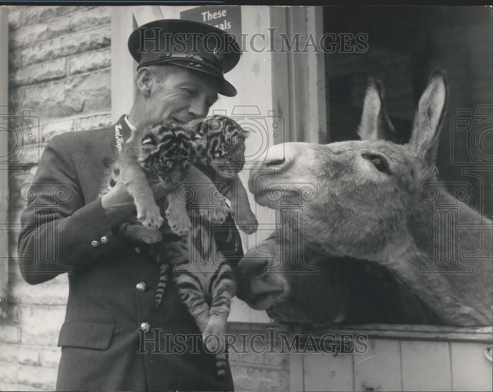 1964 Press Photo Twin Tiger Cubs Margaret Julia Frank Meekies Whipsnade Zoo - Historic Images