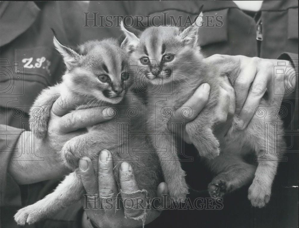 1977 Press Photo Two Caracal Lynx Kittens London Zoo Tom Jenny - Historic Images