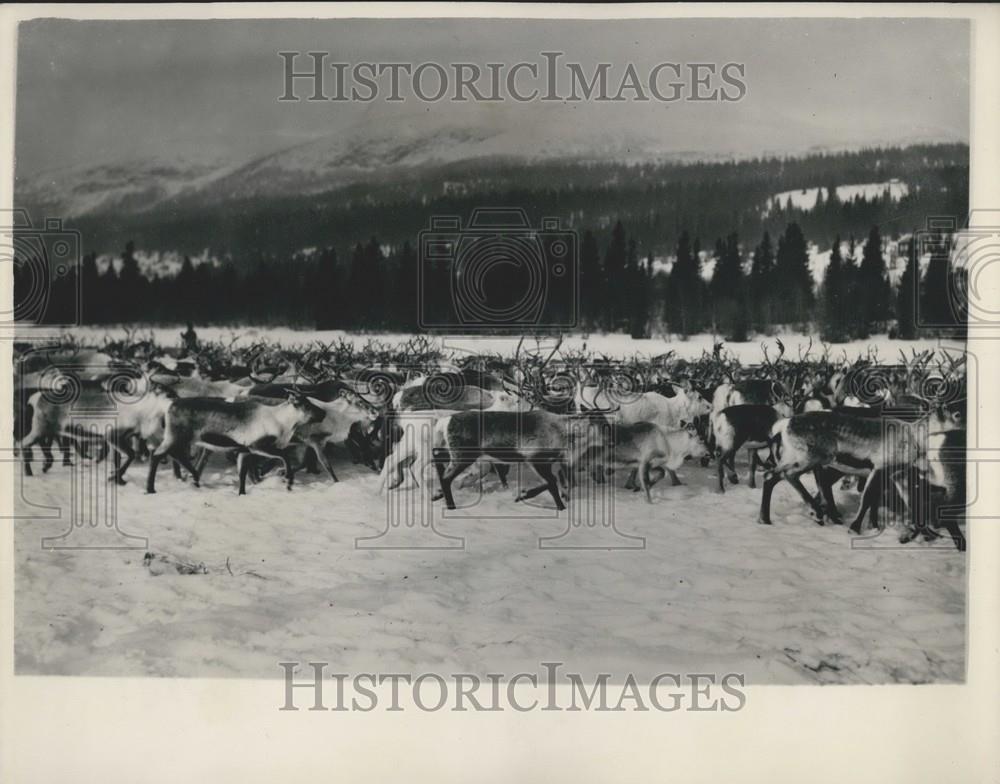 1954 Press Photo Reindeer Cross Snow Interlude World Ski Championships Sweden - Historic Images