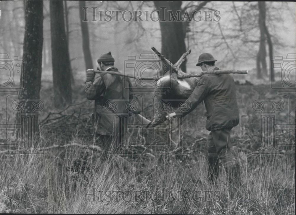 1966 Press Photo The deer that had to die - Historic Images