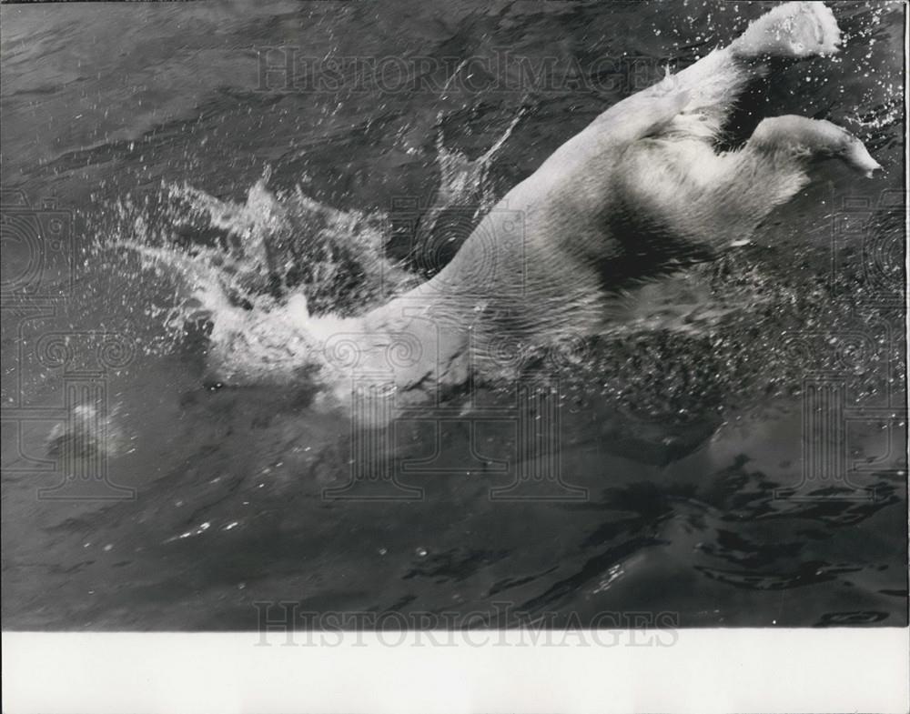 1971 Press Photo Polar Bear, London Zoo - Historic Images