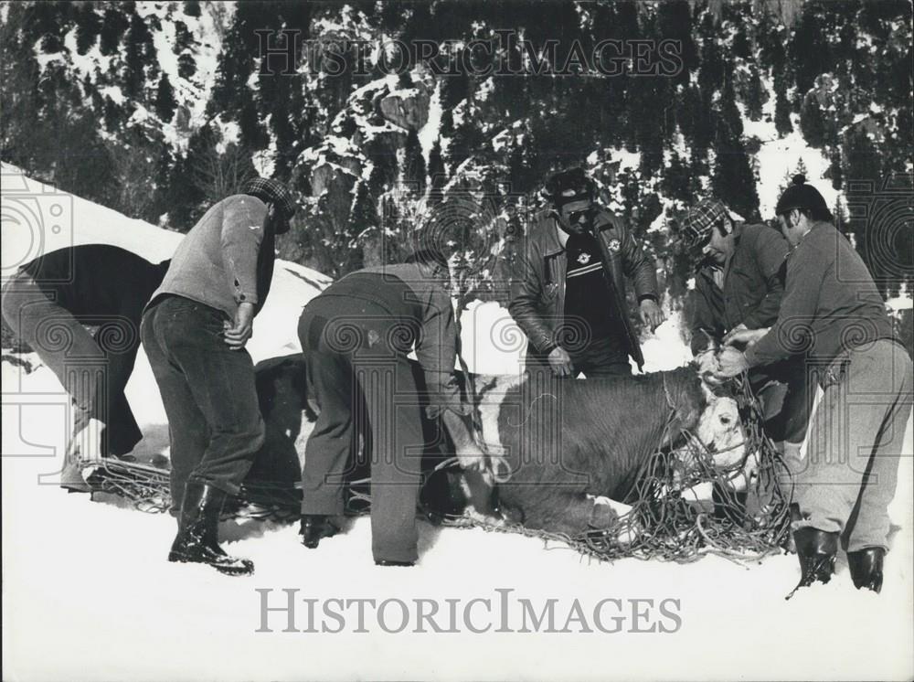 1978 Press Photo Animals Transported By Air From Swiss Alps - Historic Images