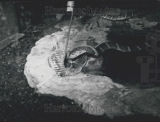 Press Photo King Cobra Prepares To Eat Stuffed Skin - Historic Images