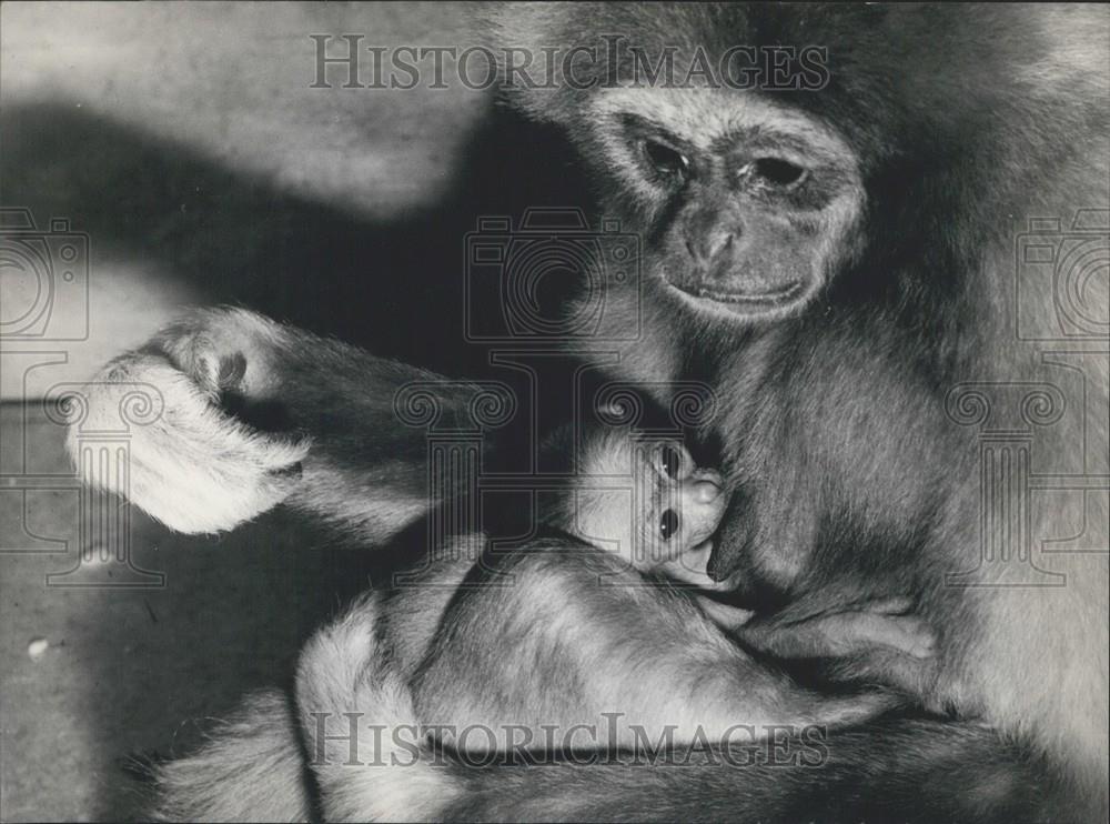 1967 Press Photo Gibbon Baby Nurses On Mother Zurich Zoological Garden - Historic Images