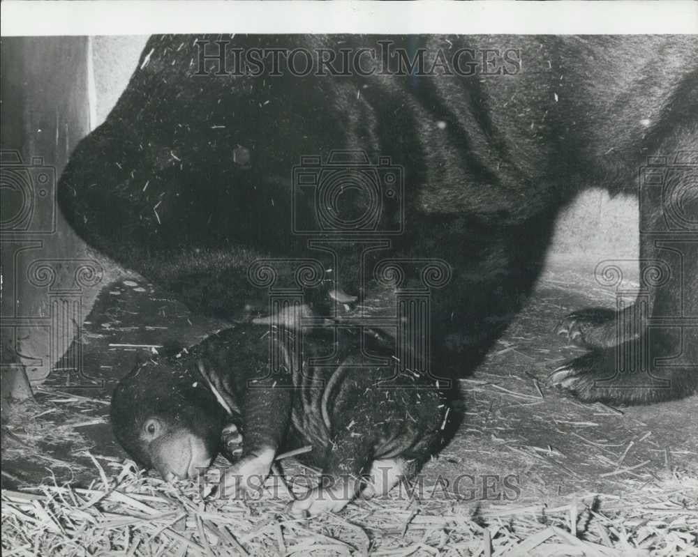 Press Photo Malaya Bear Born In Captivity - Historic Images