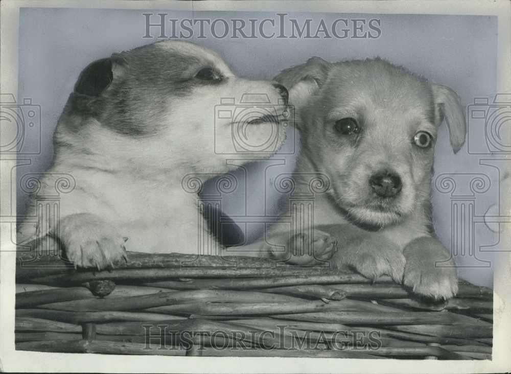 Press Photo 5 Week Old Puppies Abandoned In Telephone Box In Whitehall - Historic Images