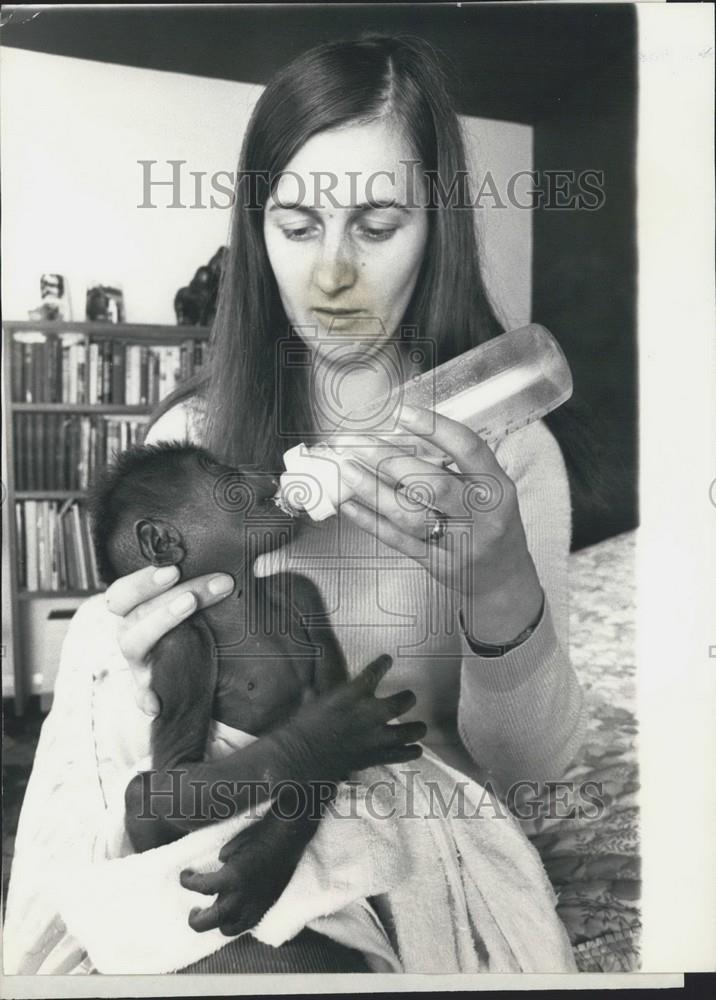 1976 Press Photo 7 Wk Old Baby Gorilla At Howletts Zoo Being Bottle Fed - Historic Images