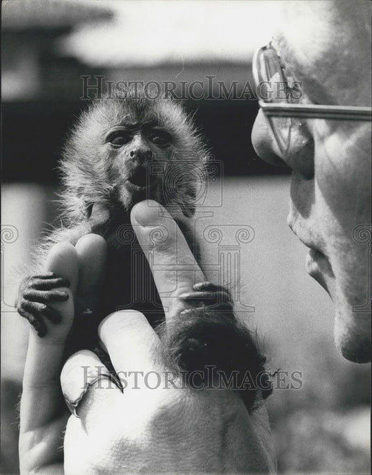 1978 Press Photo Jim The Hand Reared Capuchin Pictured At The London Zoo - Historic Images