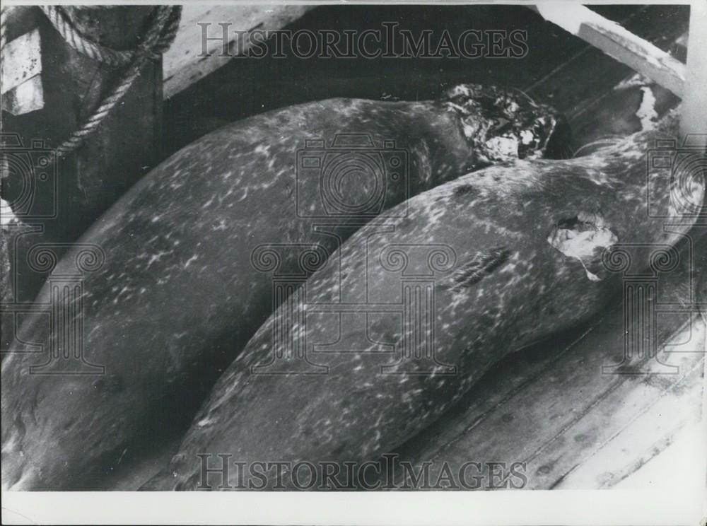 Press Photo Hunting seals at the German North Sea coast - Historic Images