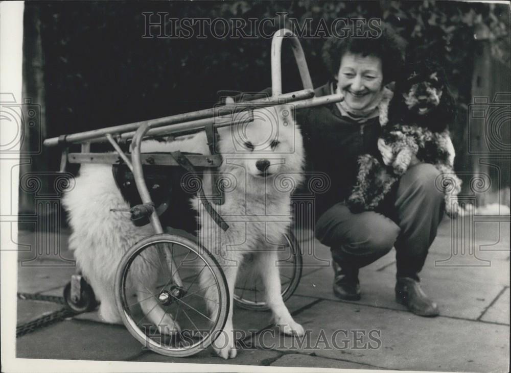 Press Photo Vera Appleton Crippled Dog Susie - Historic Images